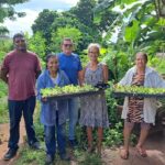 Prefeitura de Timon distribui 600 mudas de alface para horticultores do município